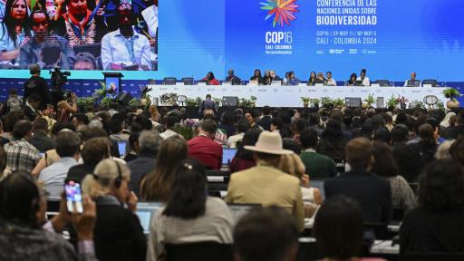 LLamado urgente en la COP16 por la biodiversidad antes del punto de "no retorno"