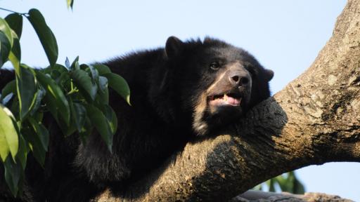 Avistamiento de osos de anteojos en Boyacá