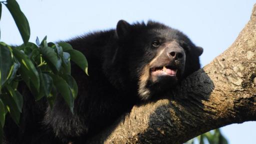 Oso de anteojos escapó del Parque Jaime Duque