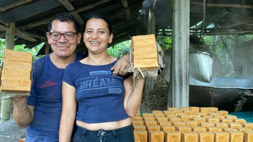 Panela: producción, cifras y cultivadores de la caña de azúcar en Tolima
