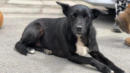 Día Internacional del Animal Sin Hogar: por qué sigue creciendo el abandono