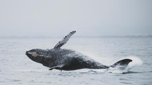 Nueva Zelanda: personalidad jurídica a las ballenas
