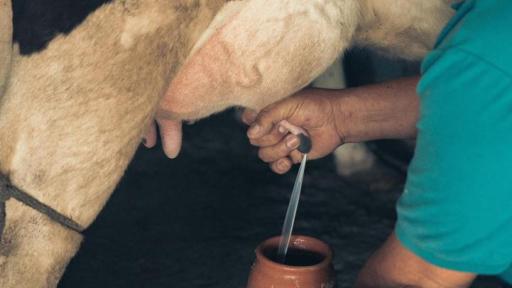 Producción lechera en Colombia llega a nivel histórico