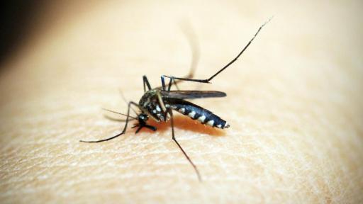 Diferencia entre mosquitos selváticos y urbanos que transmiten fiebre amarilla