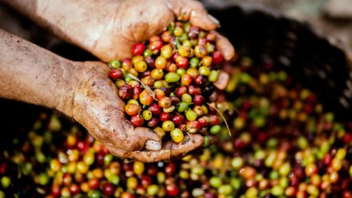 Producción de café en Colombia alcanzó récord de 14,8 millones de sacos en 2024