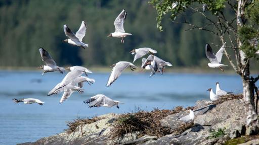 Colombia ganó el primer lugar en el Global Big Day 2024