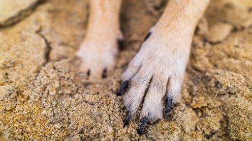 Pasto: Presunto responsable de quemar a un perro fue enviado a la cárcel