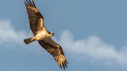 Día Internacional de las Aves Migratorias: por qué se celebra 11 mayo