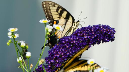 Ciencia bajo amenaza: la violencia narco impacta la investigación en Ecuador
