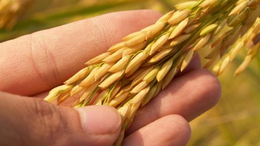 SIC aprueba acuerdo de precios mínimos del arroz paddy verde en Colombia
