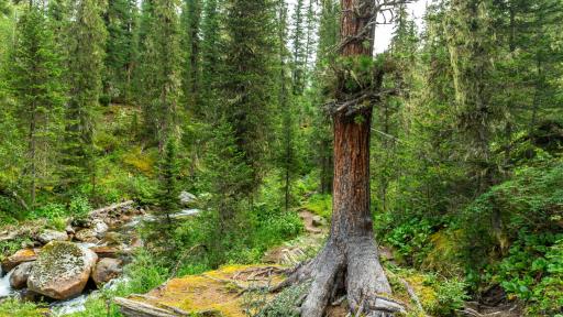 Desaparición de ecosistemas - panorama global