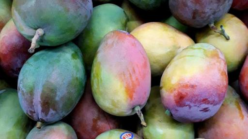Colombia exporta mango de azúcar hacia Estados Unidos 