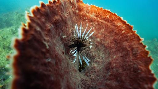 Santa Marta transforma al pez león en un manjar