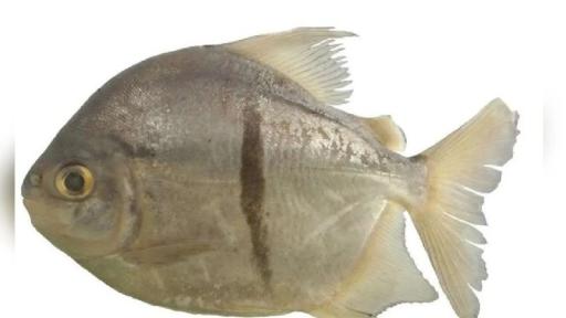 Piraña vegetariana: Myloplus sauron es descubierta en Brasil 