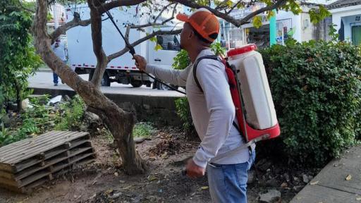 Plaga de cochinilla en San Andrés: una amenaza para los cultivos de fruta de pan.