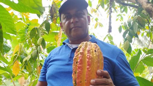 Cultivo de cacao en Chocó