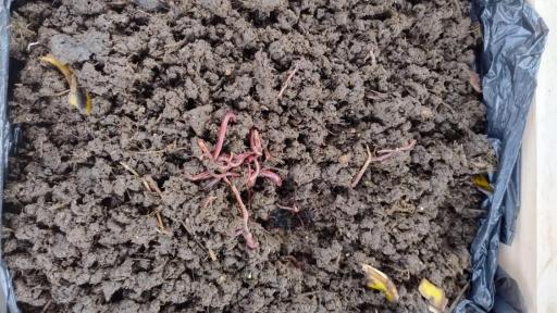 Estudiante de Villa Moreno en Nariño, defenderá proyecto en la NASA