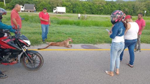 ¡Indignación! Murió puma que fue atropellada vía del Cesar 