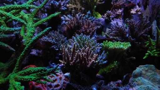 Casi la mitad de las especies de corales tropicales están en peligro de extinción