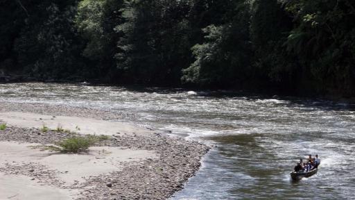 Especies descubiertas en la Amazonía colombiana