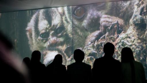 Exposición Salvando Primates