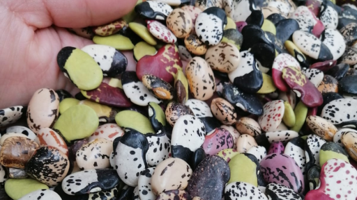 Red de Guardianes de Semillas de Vida: comunidad que promueve la conservación de semillas y el medio ambiente