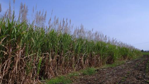 Enfrentamientos entre indígenas y trabajadores por invasión a una finca en el Cauca