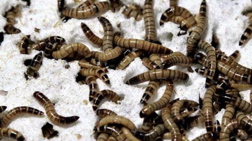 Supergusanos podrían ser la clave para el reciclaje del plástico