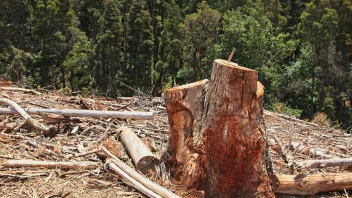 Reino Unido hará millonaria donación para combatir deforestación en Colombia