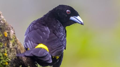 Aviturismo en Tumaco, Nariño: rutas turísticas 