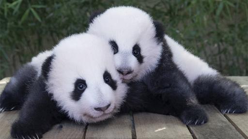 gemelas panda en un zoológico francés