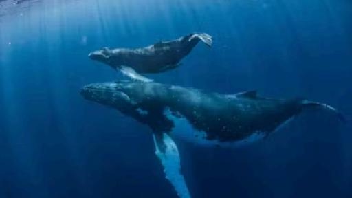 Avistamiento de ballenas y delfines: lo bueno, lo malo y lo peligroso