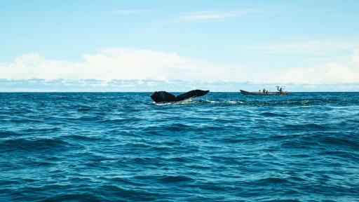 Nuquí: el parto en el agua y la profunda voz de las ballenas