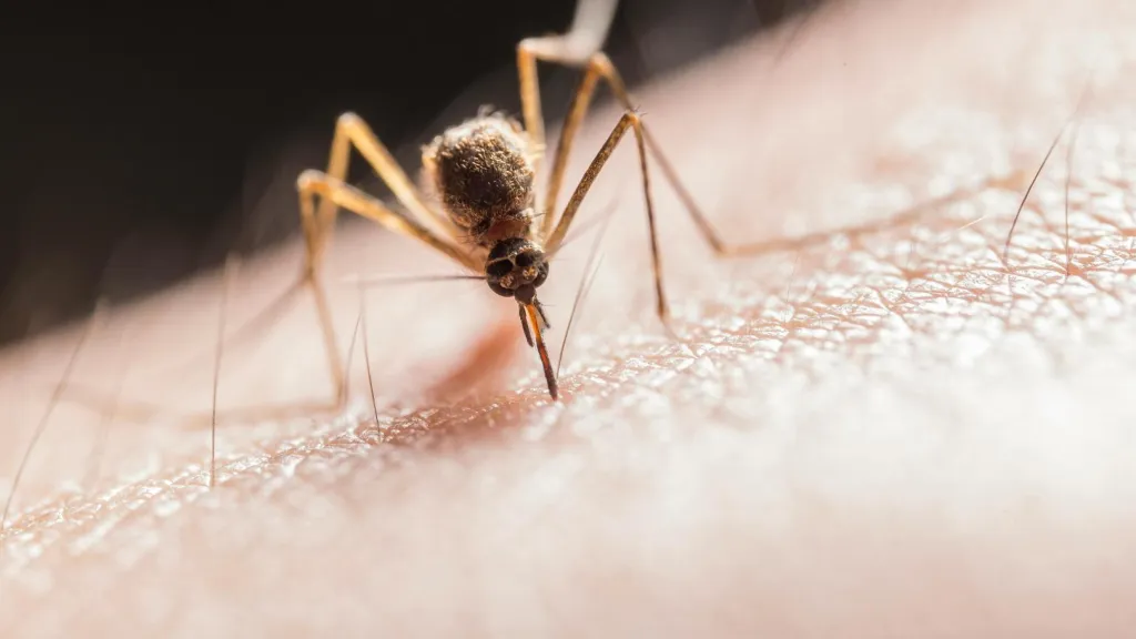 ¿Cuántas personas murieron por malaria en 2025