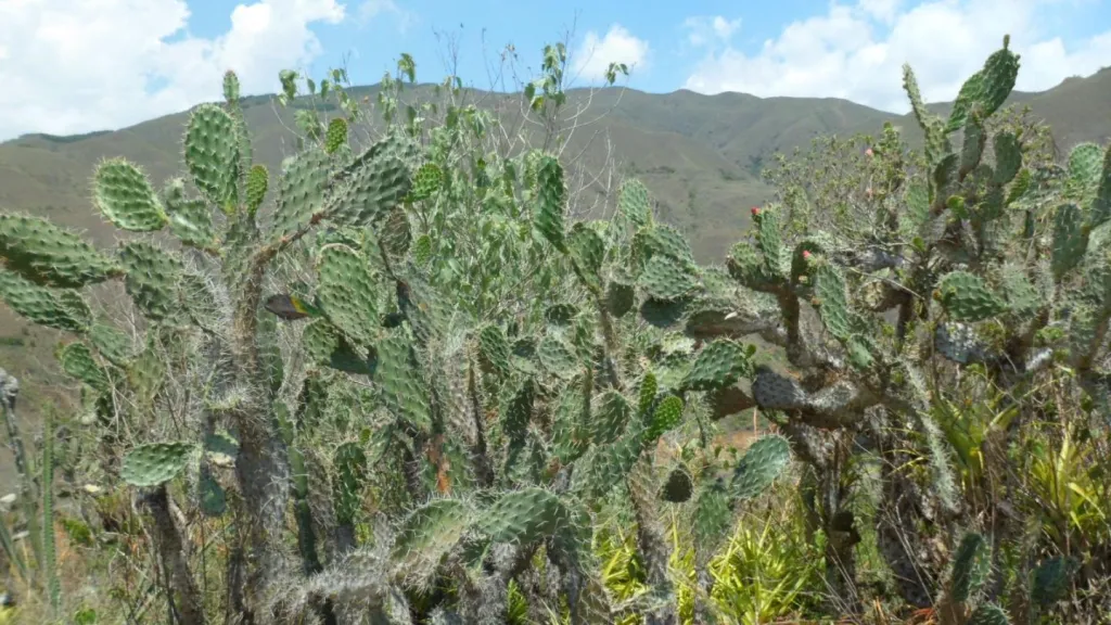 Área protegida en el Alto Calima: hectáreas y límites | Valle del Cauca