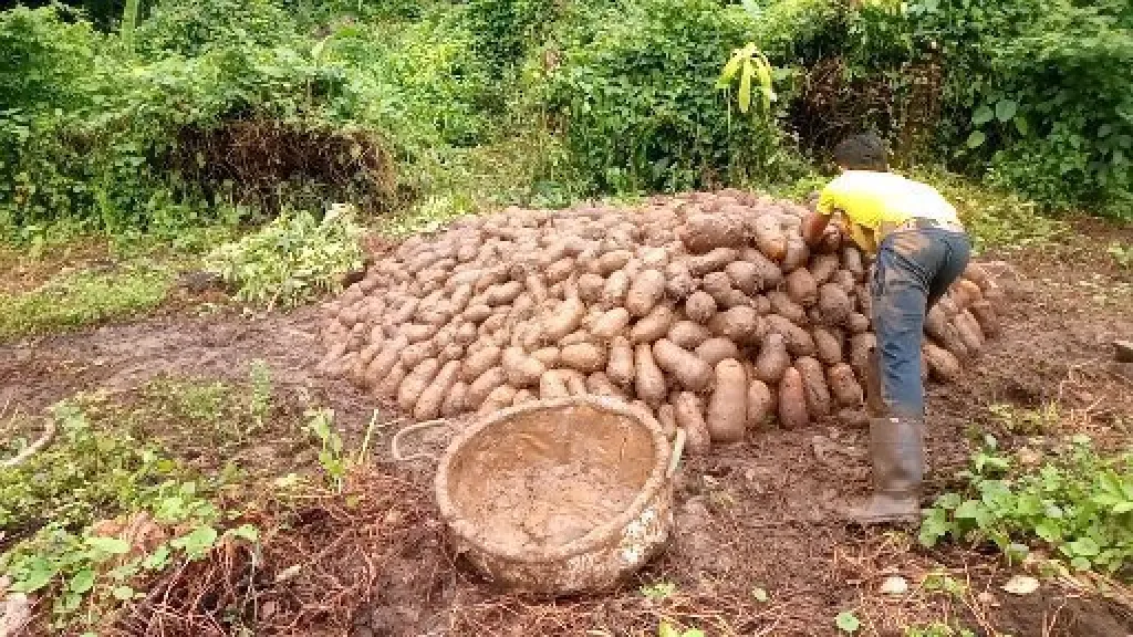 San Jacinto, Bolívar: 800 toneladas de ñame a punto de perderser