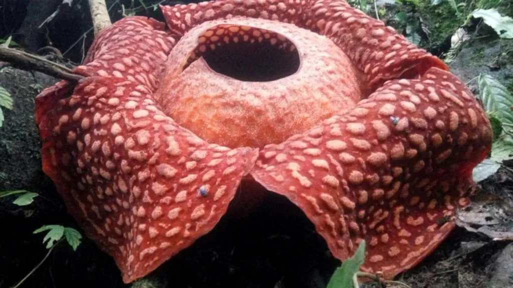 La flor más grande del mundo está en peligro de extinción, según estudio