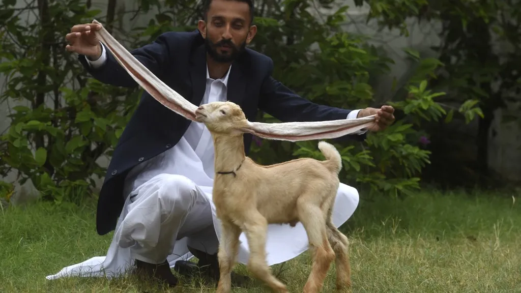 Cabrito con orejar extremadamente largas