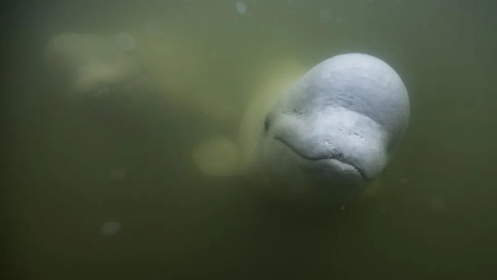 Bahía de Hudson: hogar para belugas | Canadá