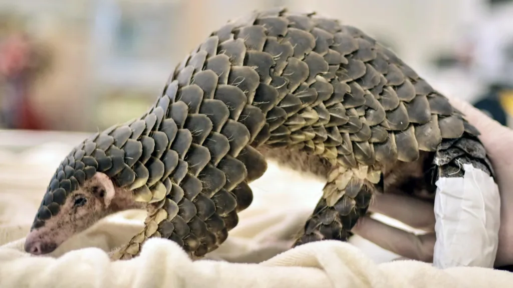 ¡Increíble! Descubren una nueva especie de pangolín. ¿Qué se sabe del caso?