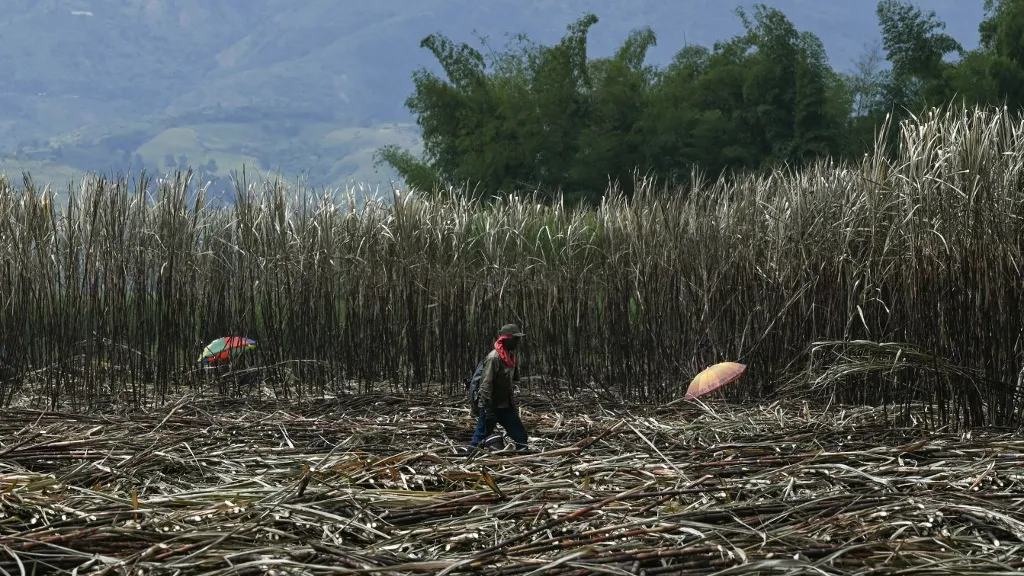 ¿Por qué están en disputa los pueblos negros e indígenas en el Cauca?