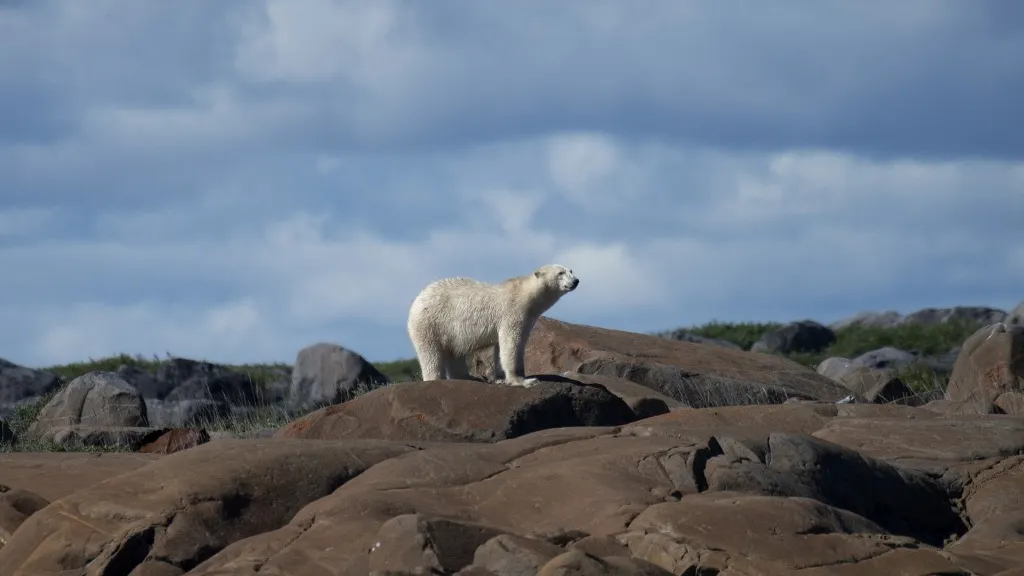 Oso polar en peligro de extinción | Calentamiento global en Canadá