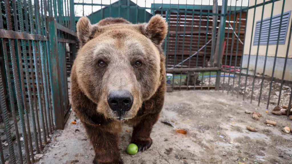 Oso pardo fue rescatado luego de 20 años de cautiverio en Albania