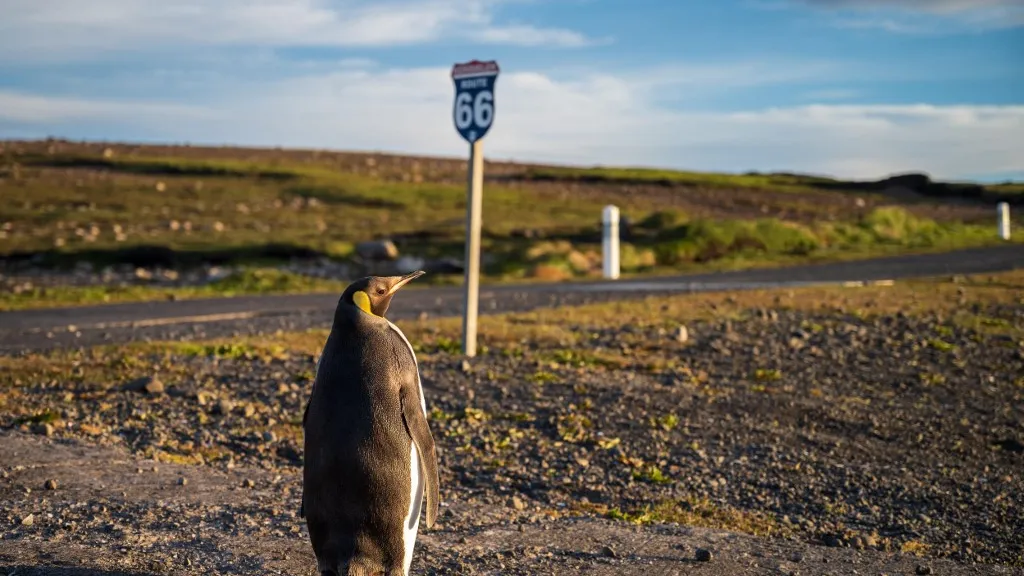 Pingüinos reales enfrentan amenaza del cambio climático 