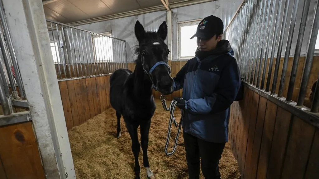 Zhuang Zhuang: Caballo clonado en Pekín para deportes ecuestres