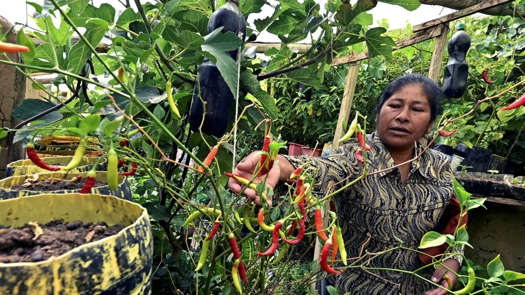 Pobreza en Bolivia: Cómo funcionan los huertos domésticos orgánicos