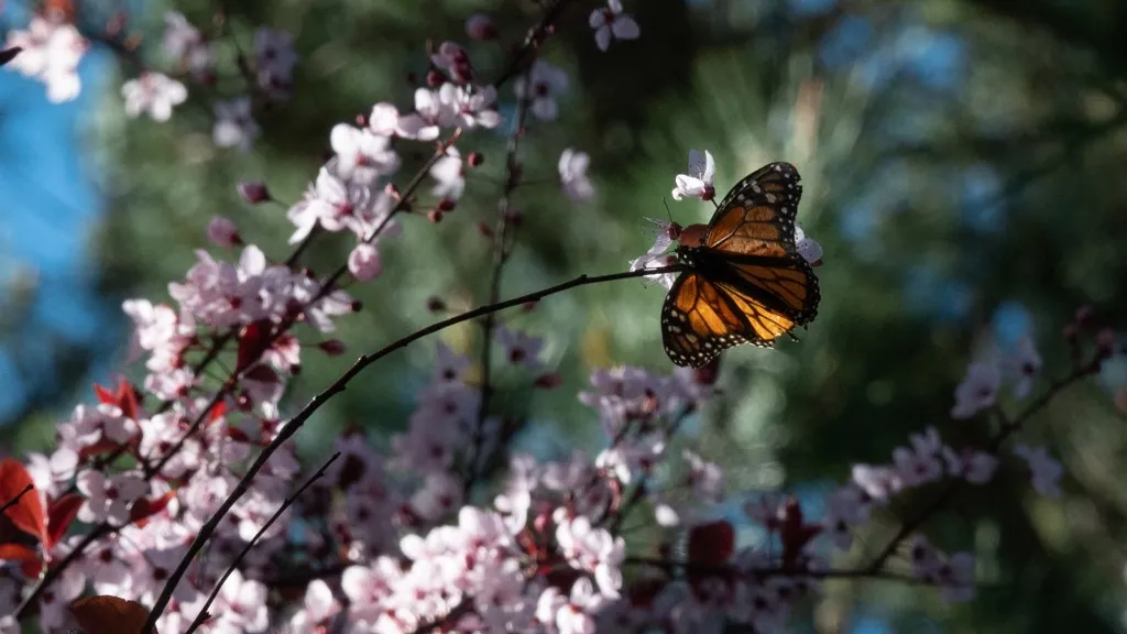 Mariposas monarca en peligro de extinción buscan sobrevivir en California
