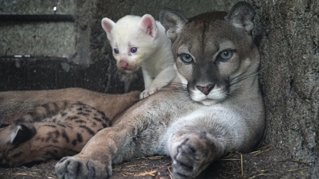 Un curioso ejemplar de puma albino nació en zoológico de Nicaragua