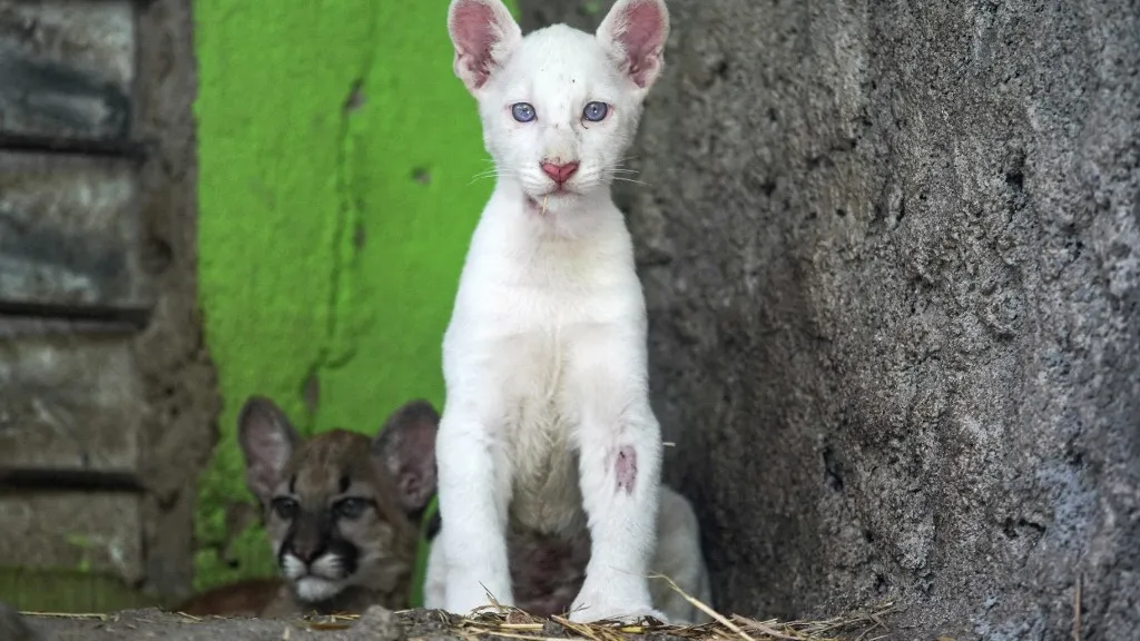 Puma albino: así vive en zoológico de Nicaragua 