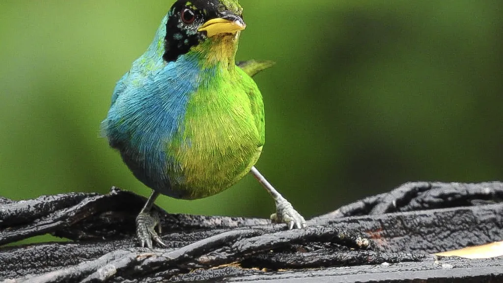 Pájaro Mitad macho, mitad hembra, avistado en Colombia